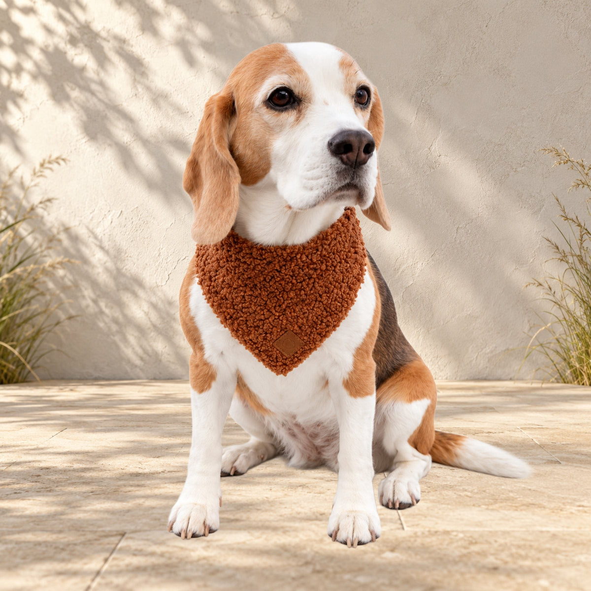 Beagle Ella trägt das BT Curly Halstuch in Cognac