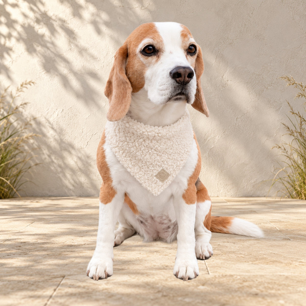 Beagle Ella trägt das BT Curly Halstuch in Creme