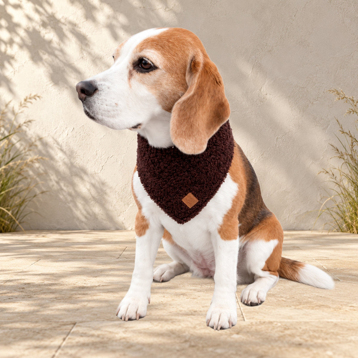 Beagle Ella trägt das BT Curly Halstuch in Dunkelbraun