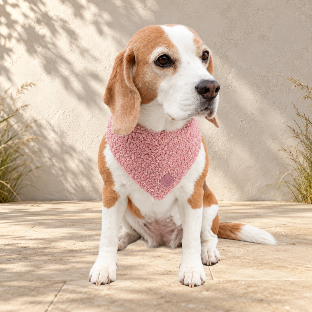 Beagle Ella trägt das BT Curly Halstuch in Rosa