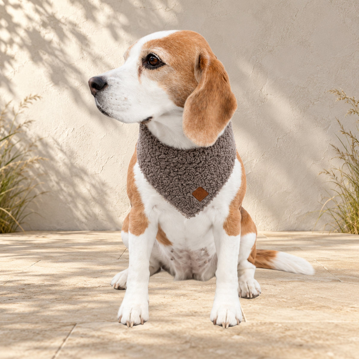 Beagle Ella trägt das BT Curly Halstuch in Taupe