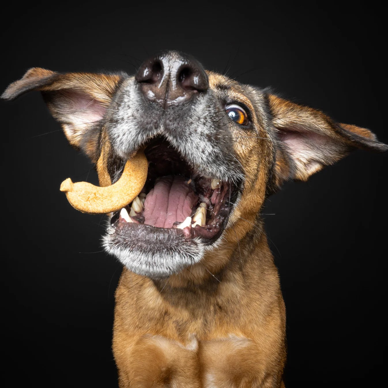 Baltic Biscuits  Knackwurst