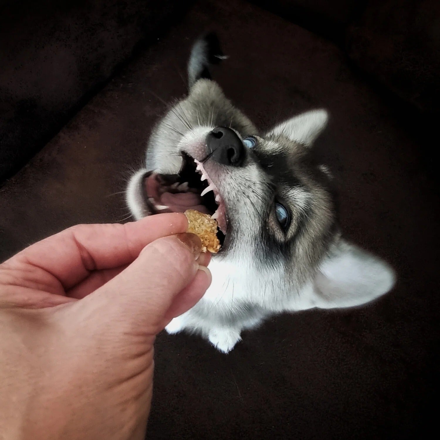Baltic Biscuits  Cheese's