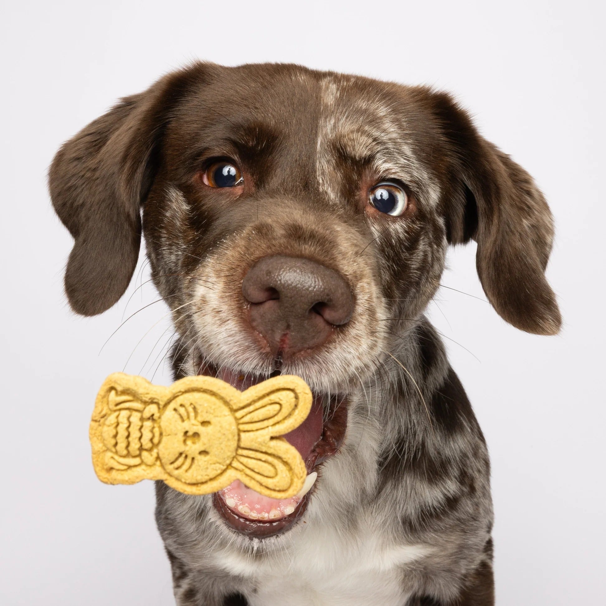 Baltic Biscuits  Hoppelhappe