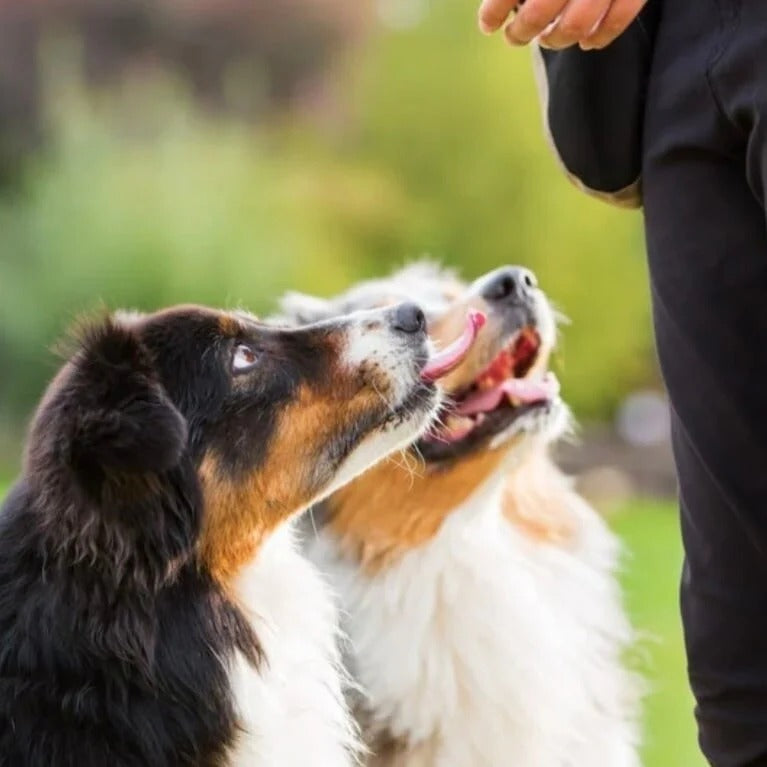 Baltic Biscuits  Trainee's Hafer-Käse