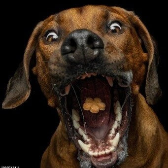 Quarkinis – Fruchtige Hundekekse mit Quark, Banane & Apfel von Baltic Biscuits