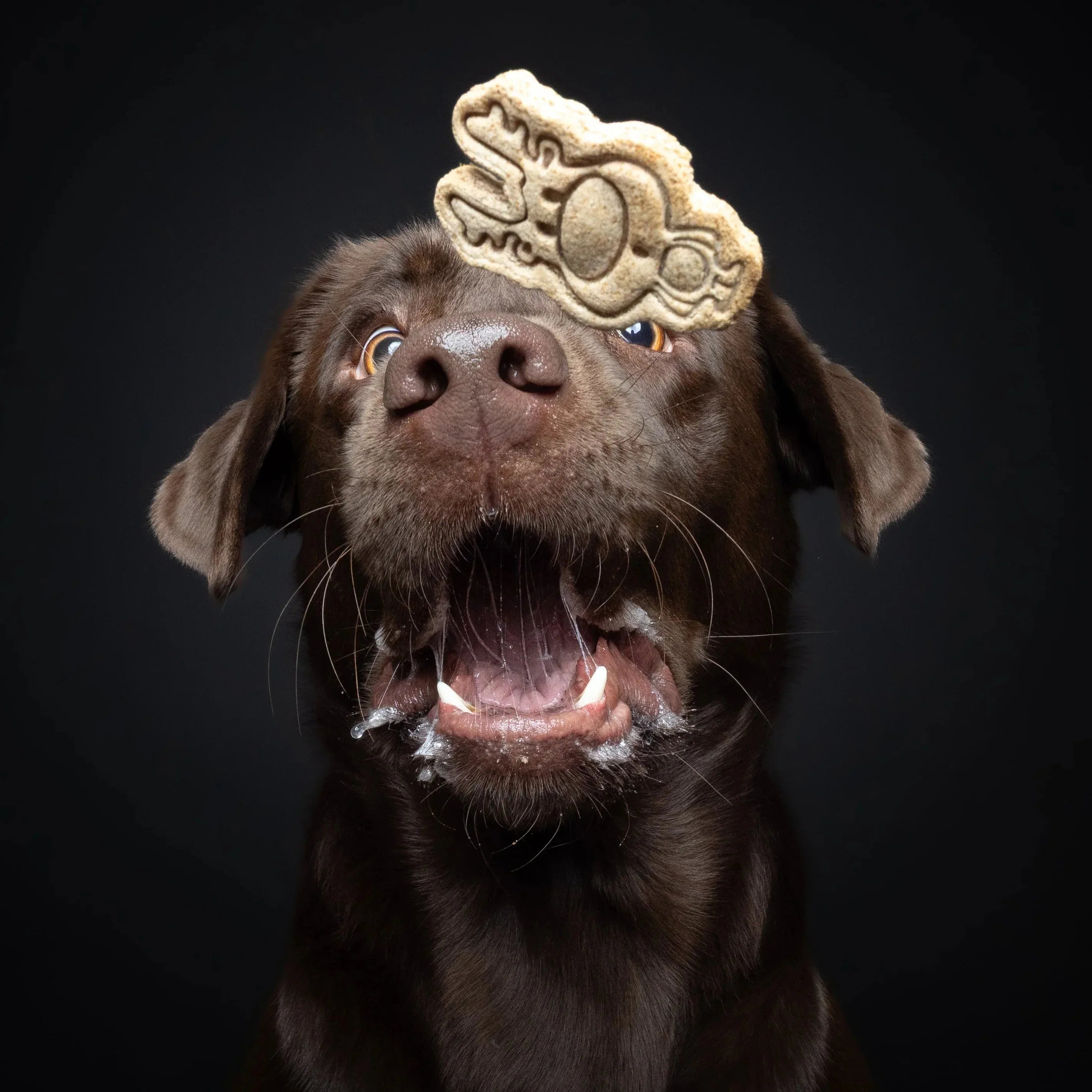 Baltic Biscuits Bratapfel Kekse - Beagletuff