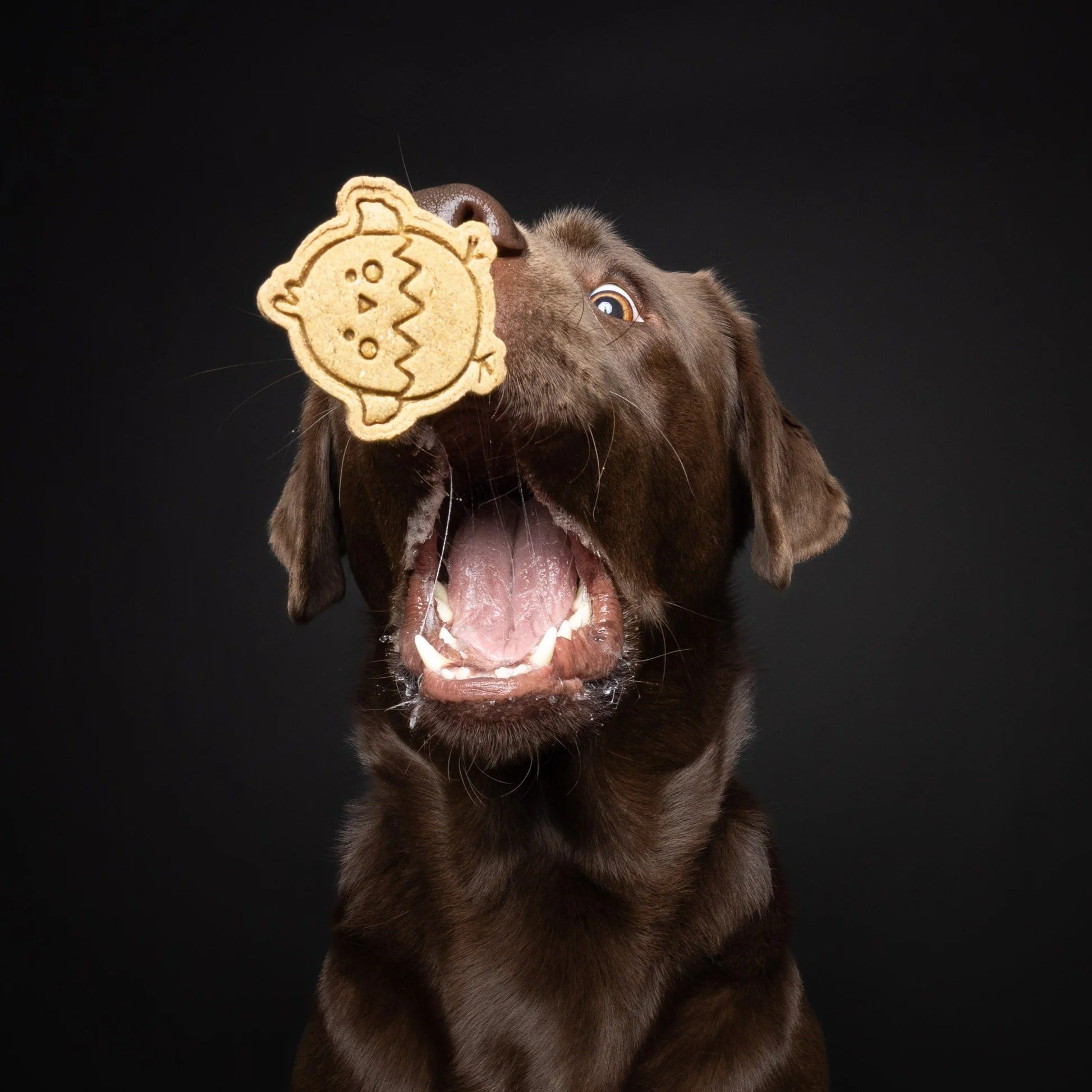 Baltic Biscuits  Hoppelhappe