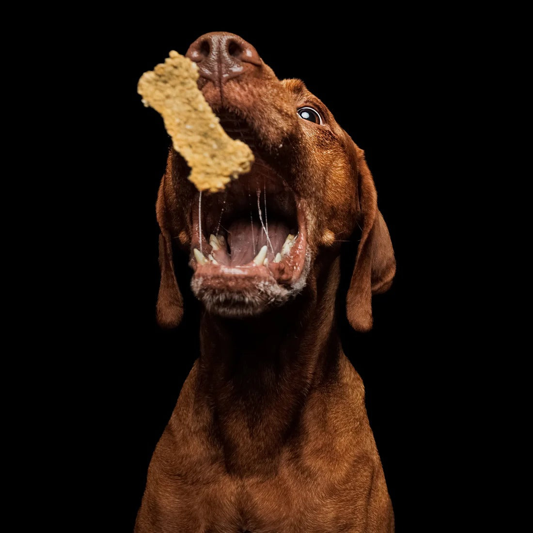 Baltic Biscuits  Louies Leberwurstis