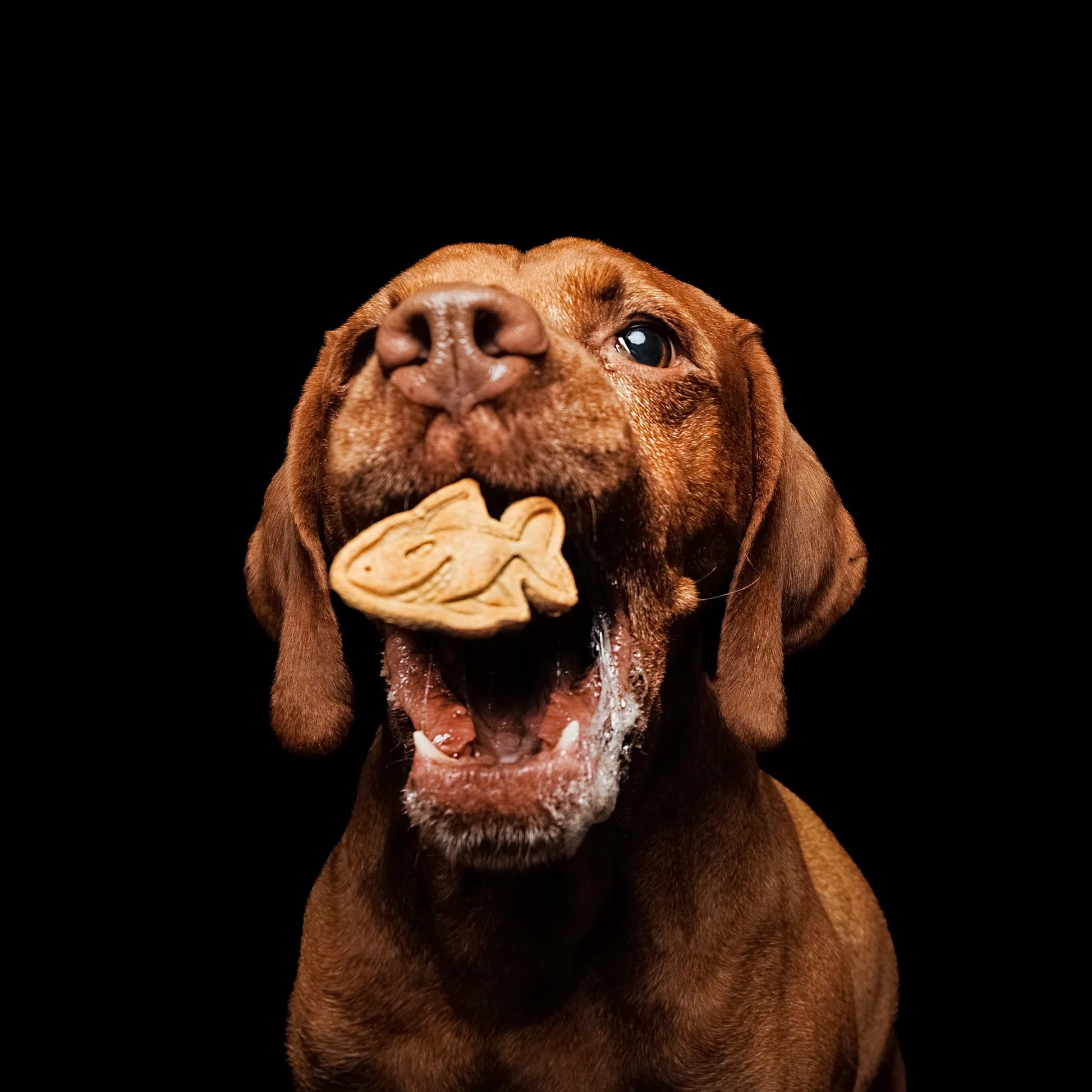 🐟 Hi Fisch – Fisch-Hundekekse mit Thunfisch, Quark & Olivenöl von Baltic Biscuits