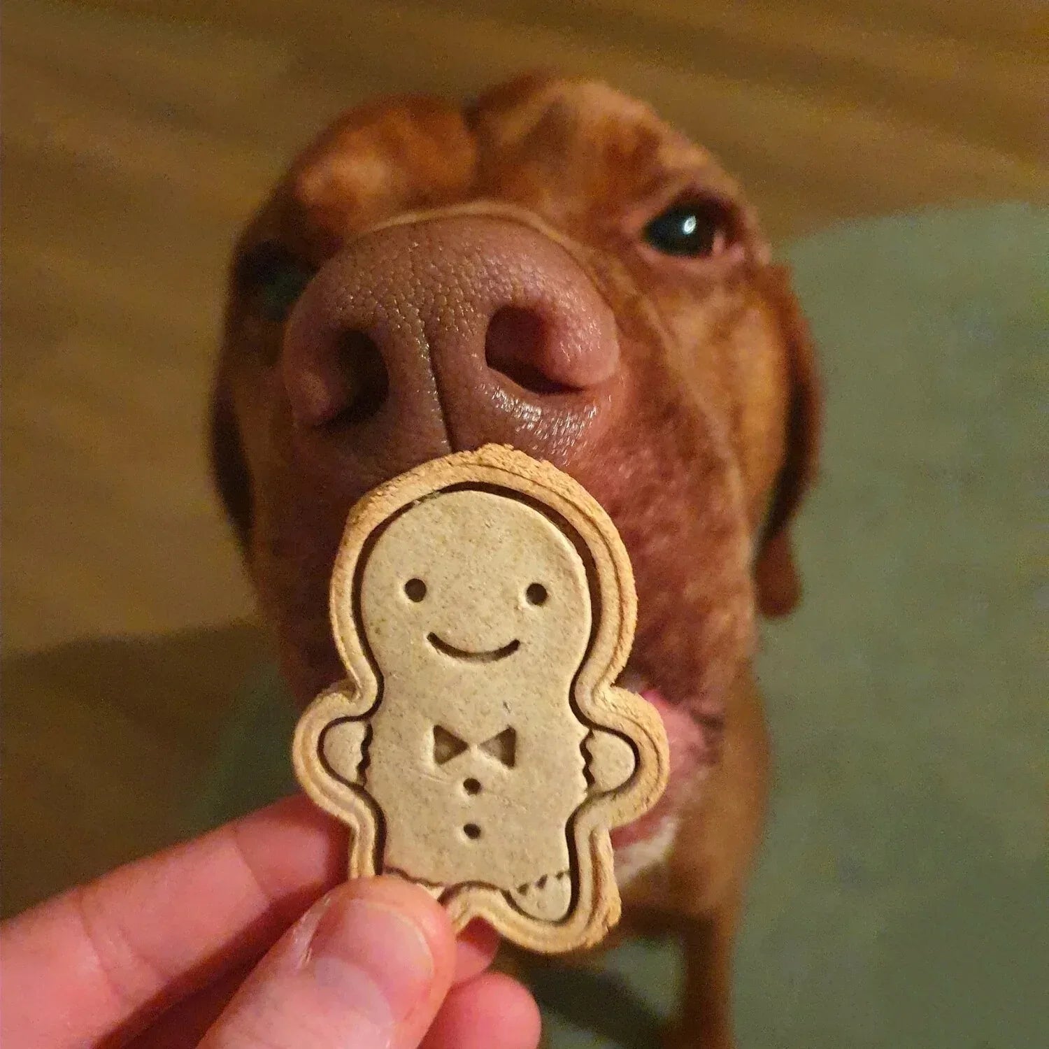 Baltic Biscuits Bratapfel Kekse - Beagletuff