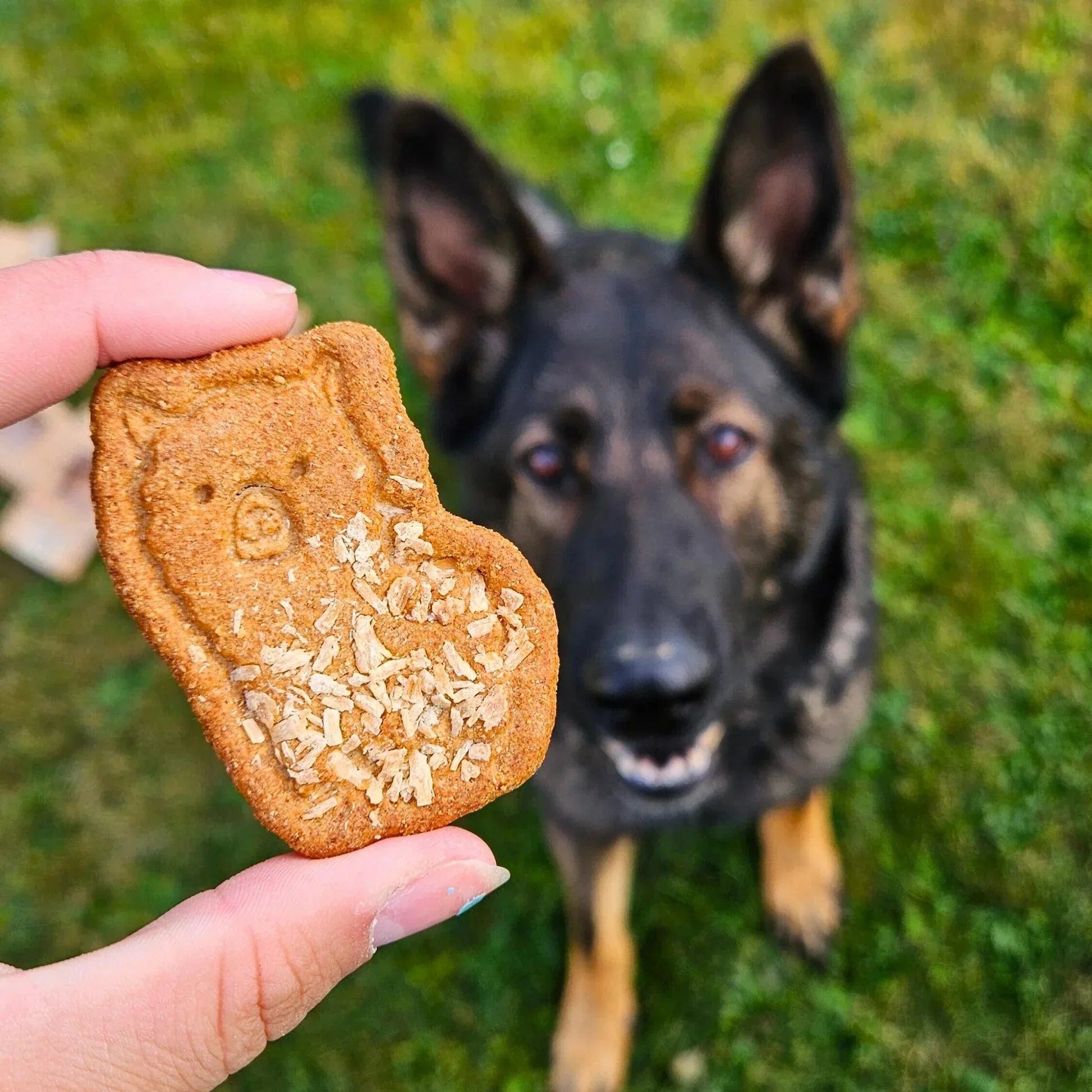 🦙 No Drama Lamas – Knusprige Kokos-Hundekekse mit Honig von Baltic Biscuits Produktbild von Beagletuff