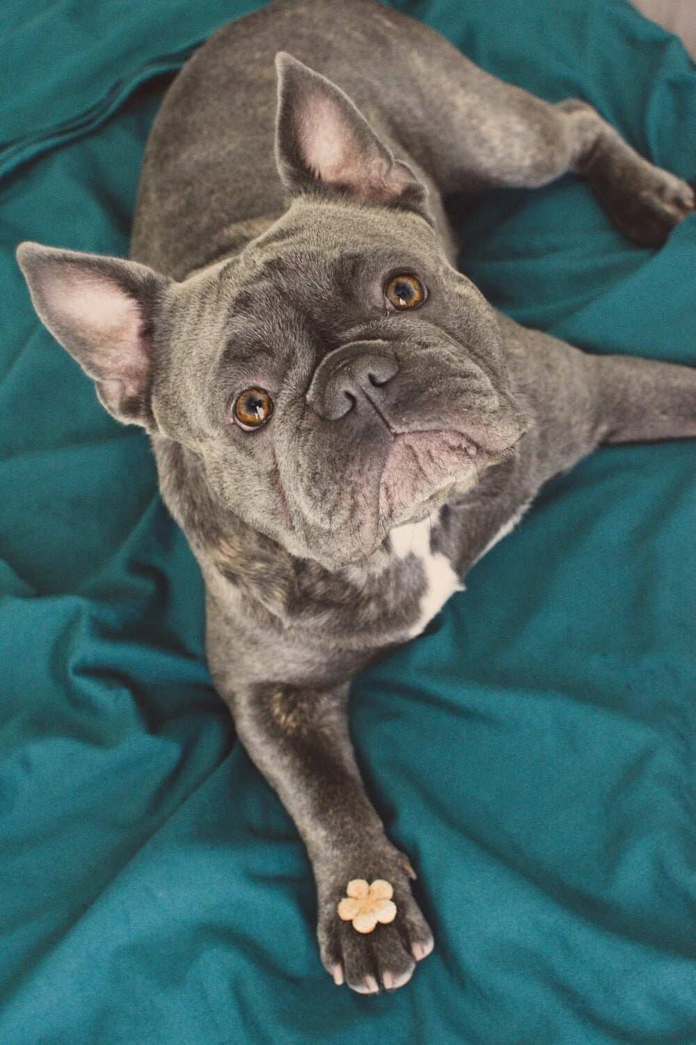 Quarkinis – Fruchtige Hundekekse mit Quark, Banane & Apfel von Baltic Biscuits