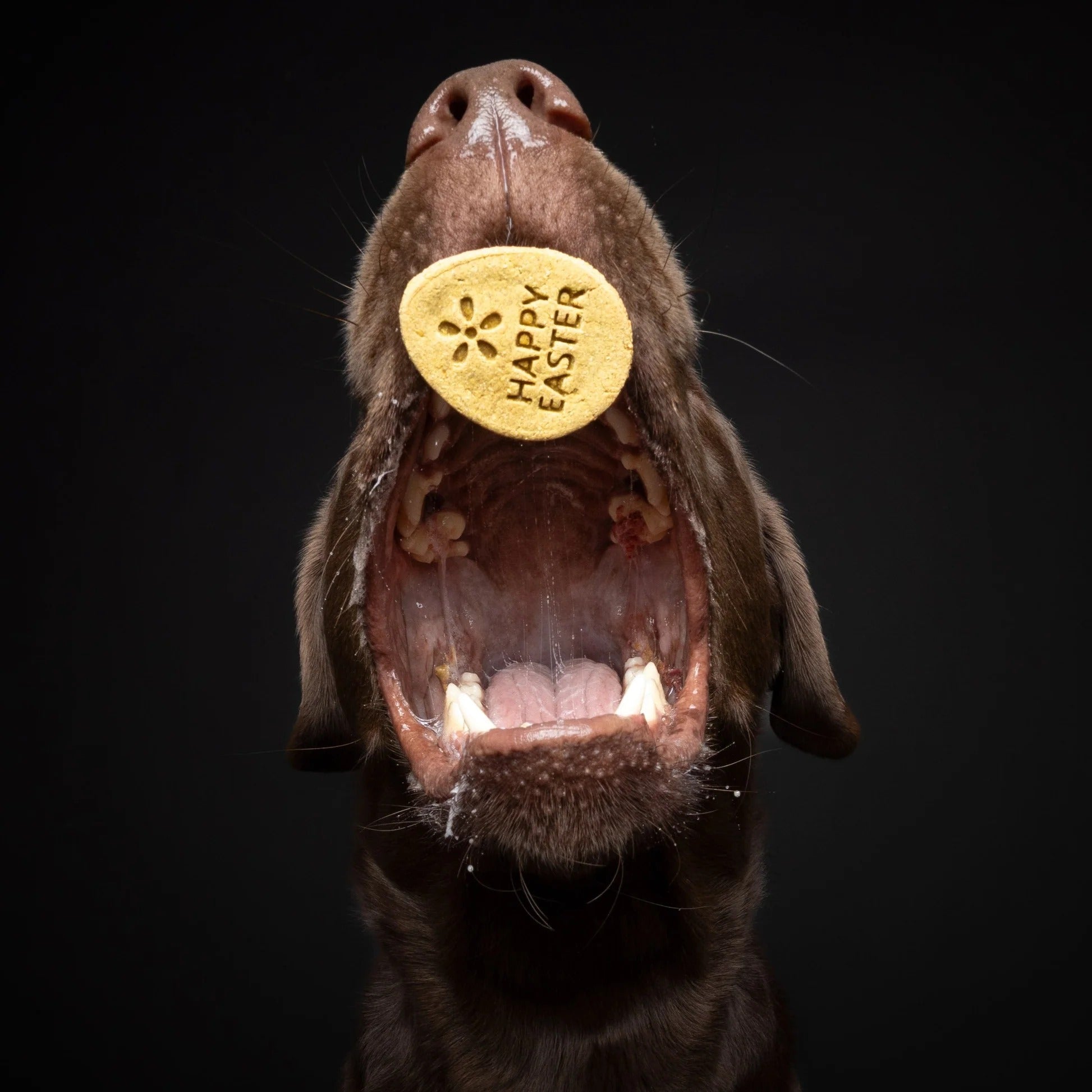 Baltic Biscuits  Hoppelhappe