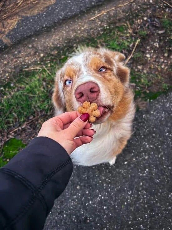 Quarkinis – Fruchtige Hundekekse mit Quark, Banane & Apfel von Baltic Biscuits