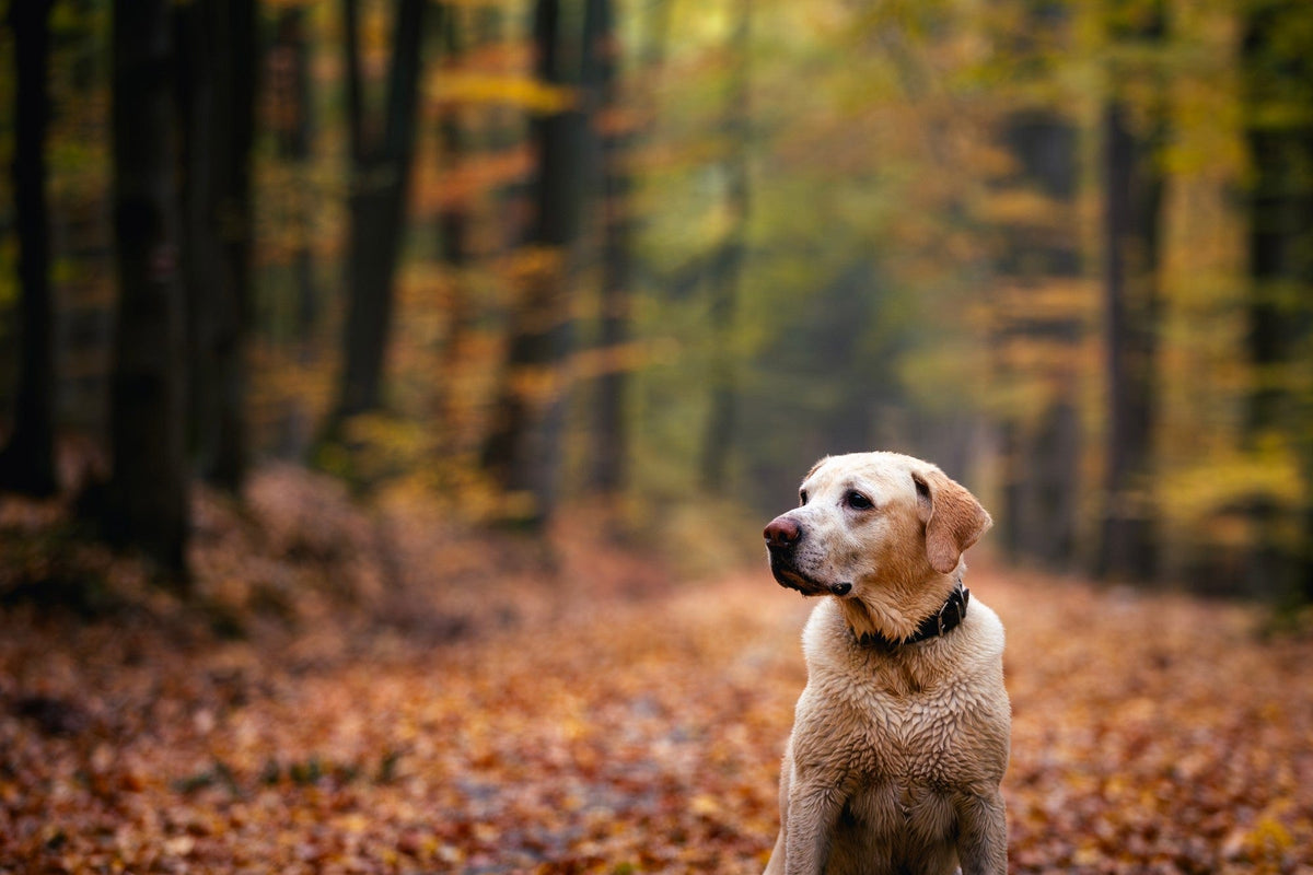Heller Labrador mit dunklem Halsband sitzt auf einem Waldweg voller Herbstlaub