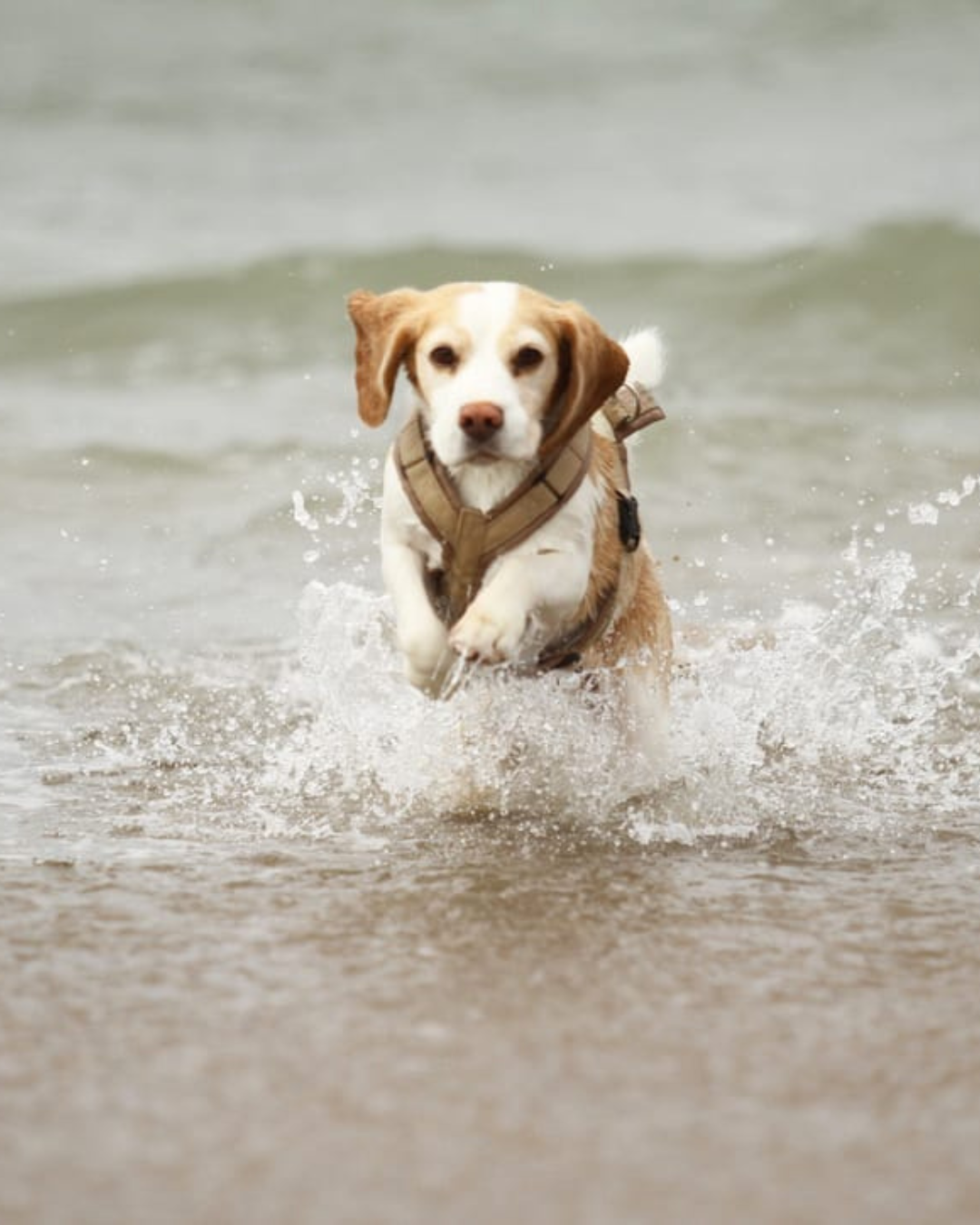 Beagle Milla läuft mit einem beigen BT EasyWalk® Hundegeschirr durch flaches Wasser am Strand.