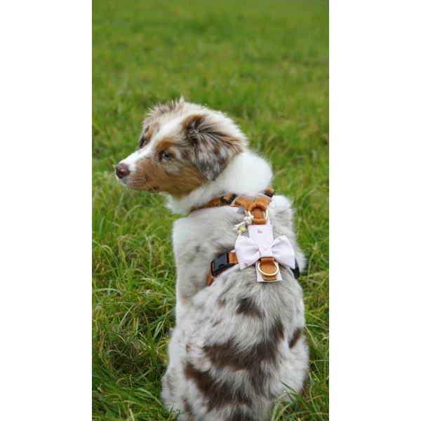 Y-Geschirr BT EasyWalk® Ylvi Bundle mit Leckerliebeutel und Schleife - Beagletuff